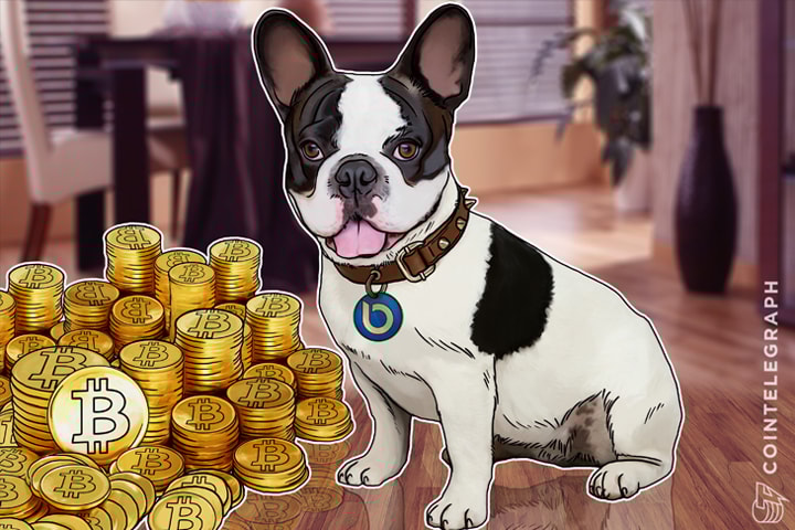 Apple Has Siri, Now Bitcoin Has Lola the French Bulldog