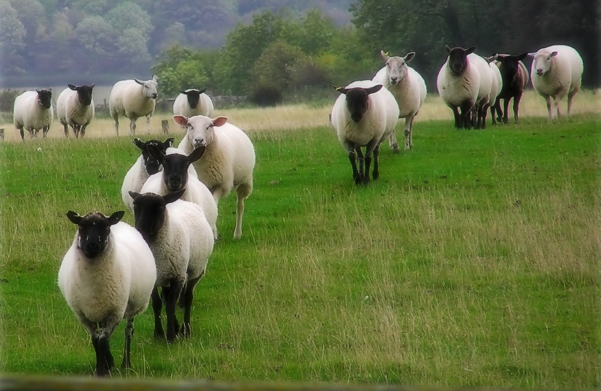 Counting Sheep Really Makes One Want to Sleep 