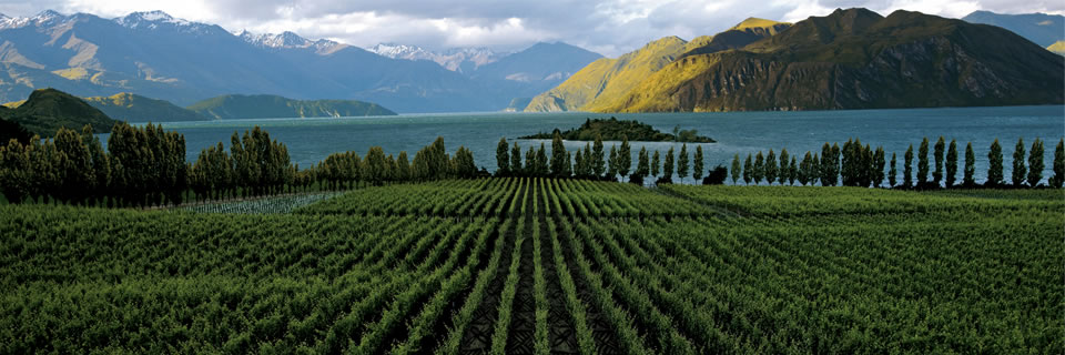 Winery to pay with Bitcoin, this time – New Zealand