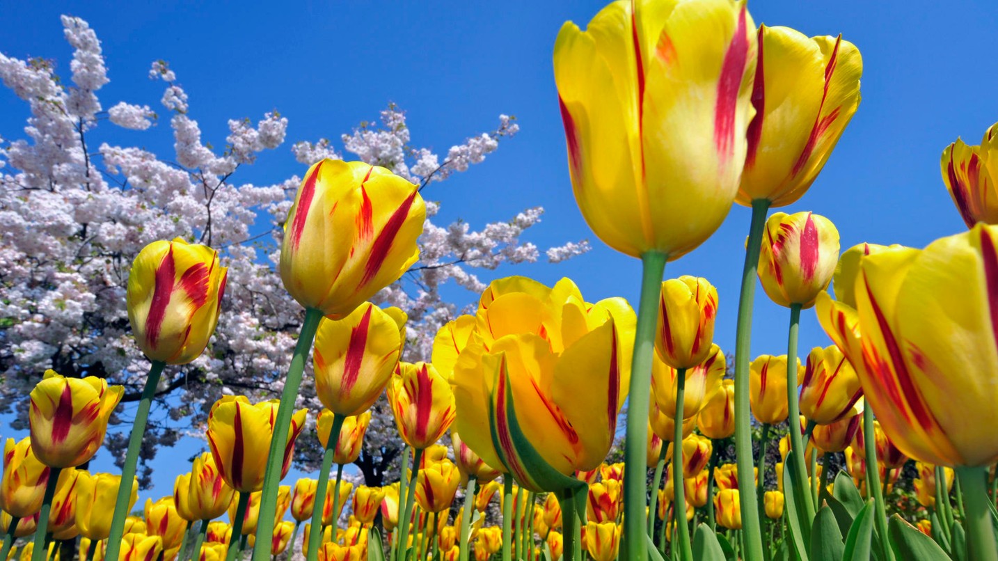 Send flowers, speculate on tulip prices with Bitcoin