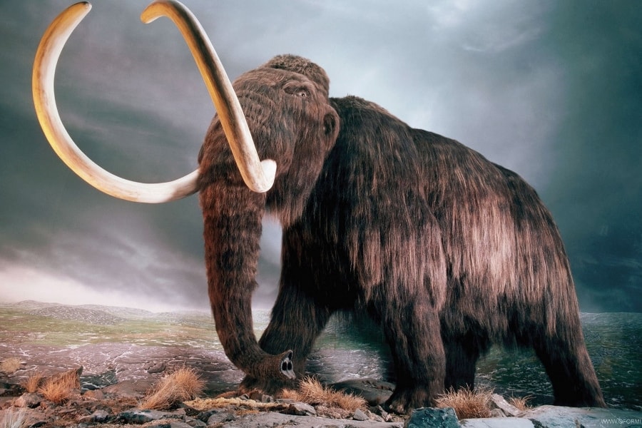 Vancouver man selling woolly mammoth tusks for 275 BTC