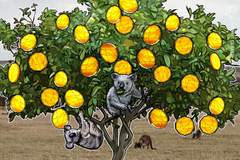 L'exchange di criptovalute Zebpay porta i suoi servizi di trading in Australia